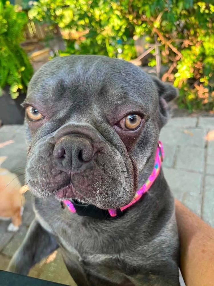 Margot, Adoptable, Adult Female French Bulldog.