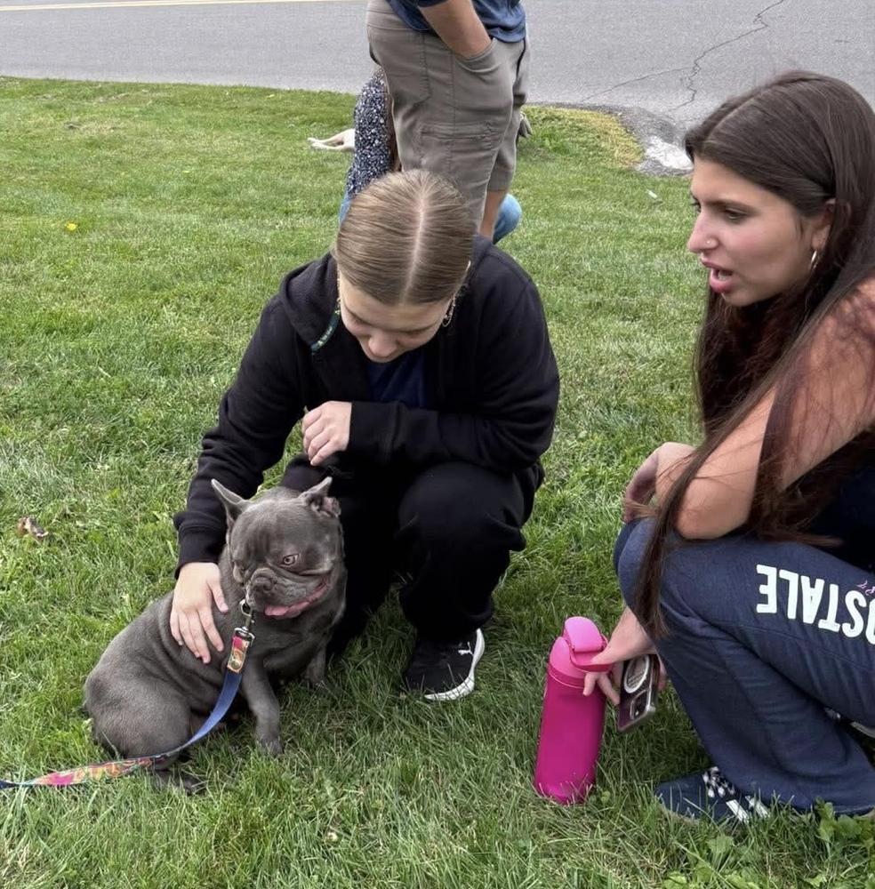 Enlarge Margot, a Adoptable French Bulldog in Syracuse, NY image 2/6