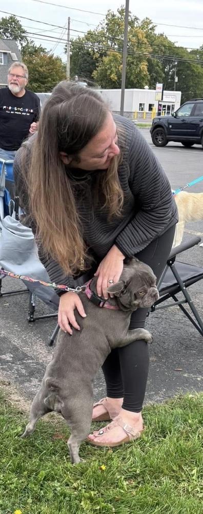 Enlarge Margot, a Adoptable French Bulldog in Syracuse, NY image 3/6