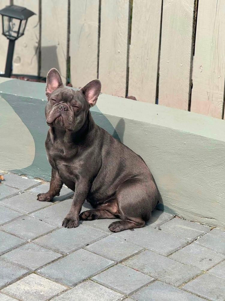 Enlarge Margot, a Adoptable French Bulldog in Syracuse, NY image 4/6