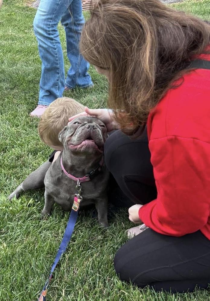 Enlarge Margot, a Adoptable French Bulldog in Syracuse, NY image 5/6