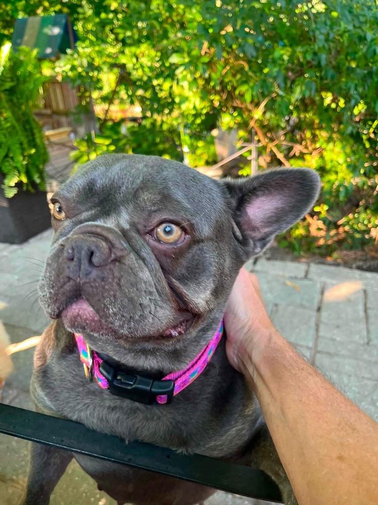 Enlarge Margot, a Adoptable French Bulldog in Syracuse, NY image 6/6