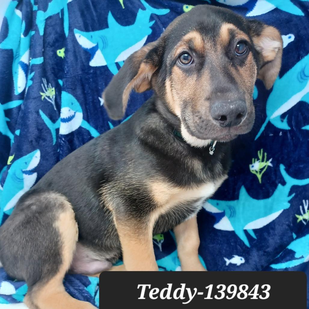 Teddy, Adoptable, Puppy Male German Shepherd Dog.
