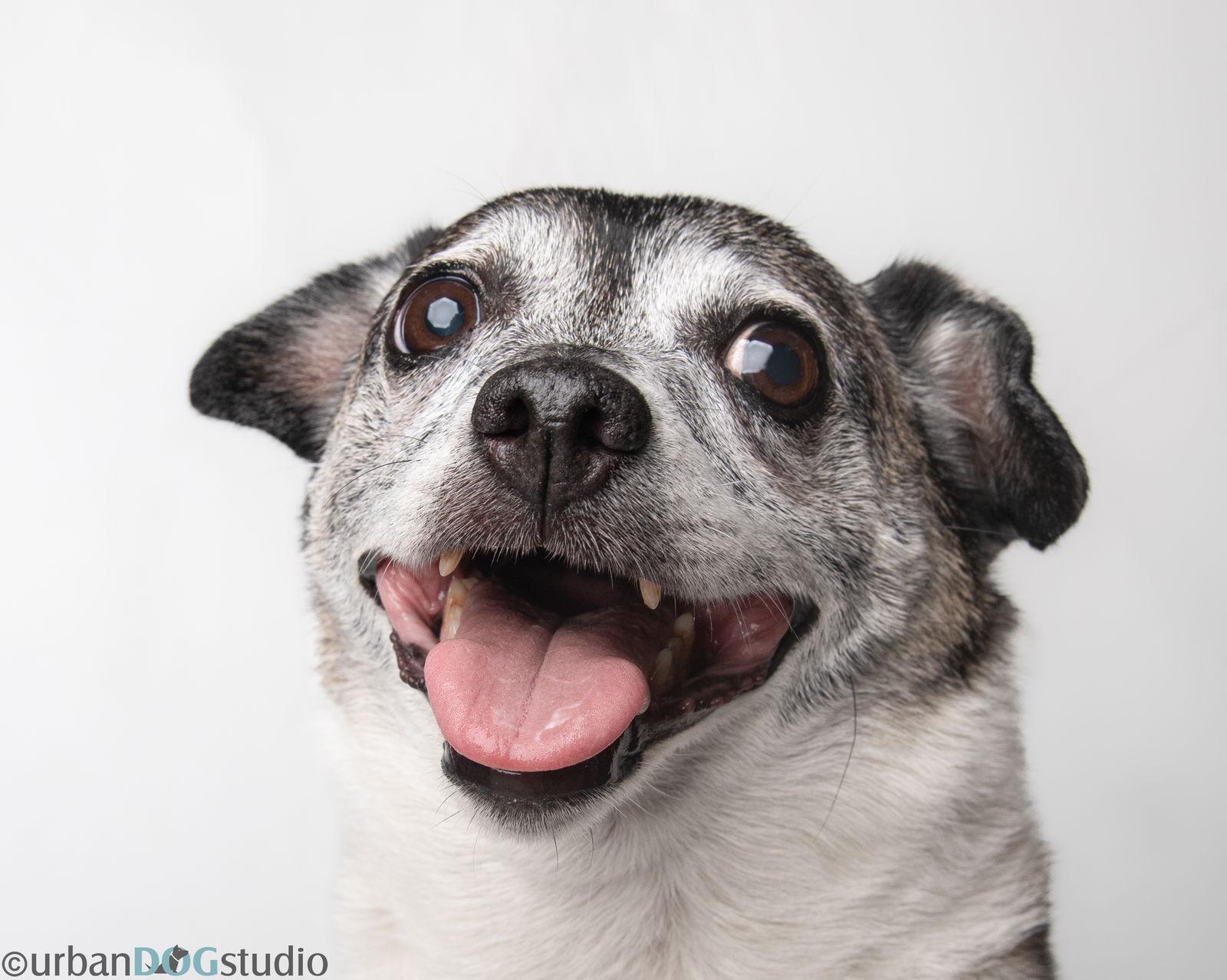 Milo - M, a Adoptable Parson Russell Terrier in Tampa, FL image 1/3