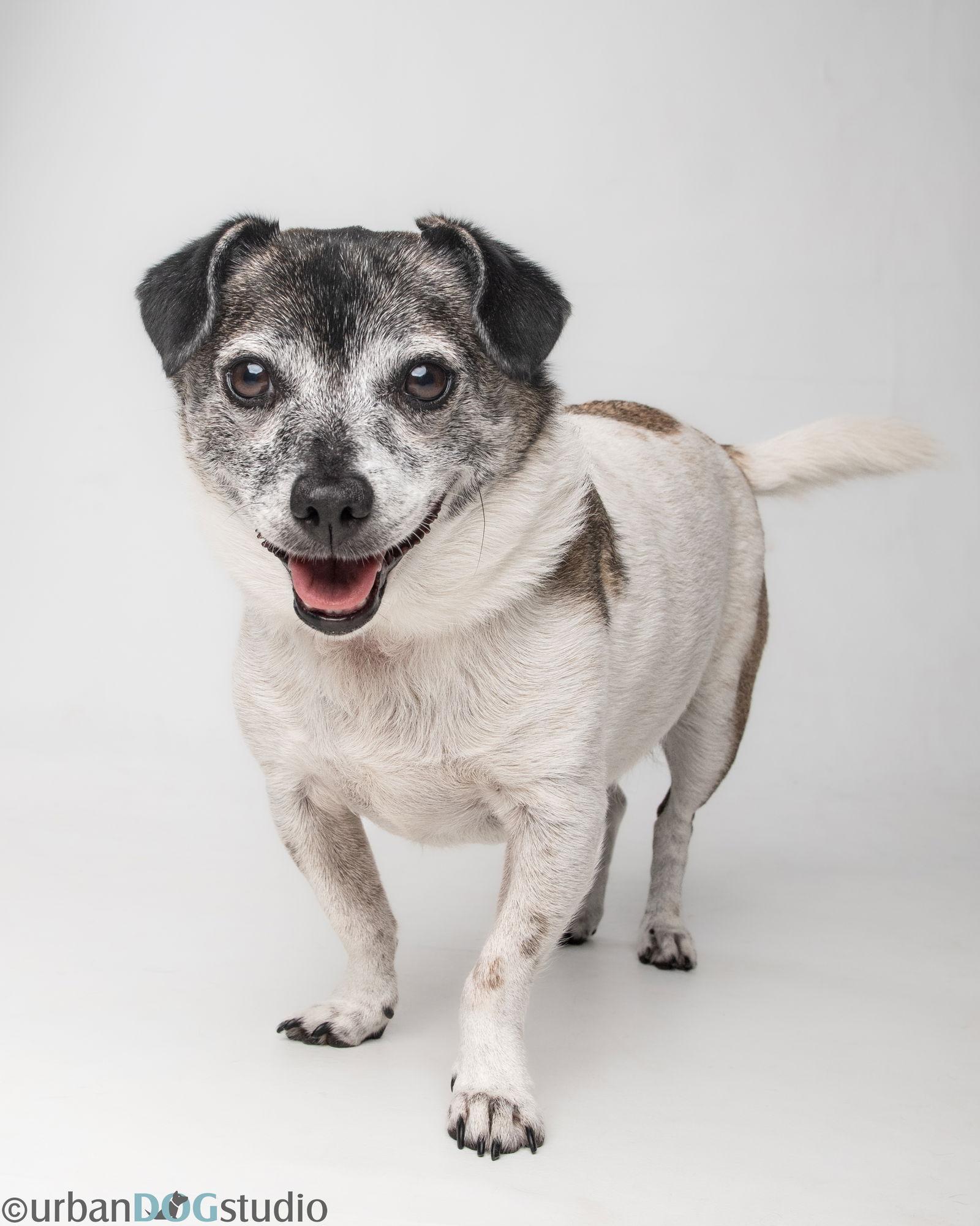 Milo - M, a Adoptable Parson Russell Terrier in Tampa, FL image 2/3