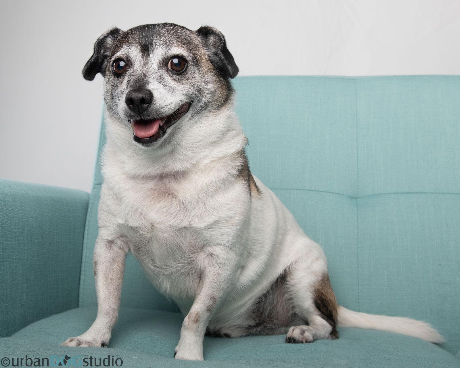 Milo - M, a Adoptable Parson Russell Terrier in Tampa, FL image 3/3