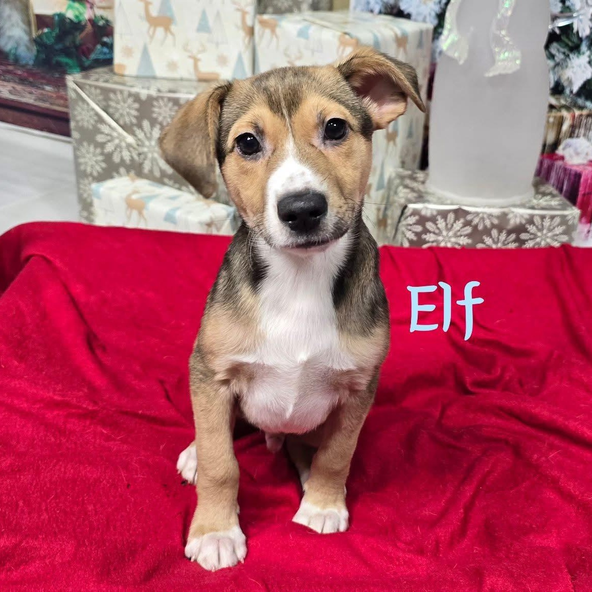 Elf, ADOPTABLE, Puppy Male Mixed Breed.