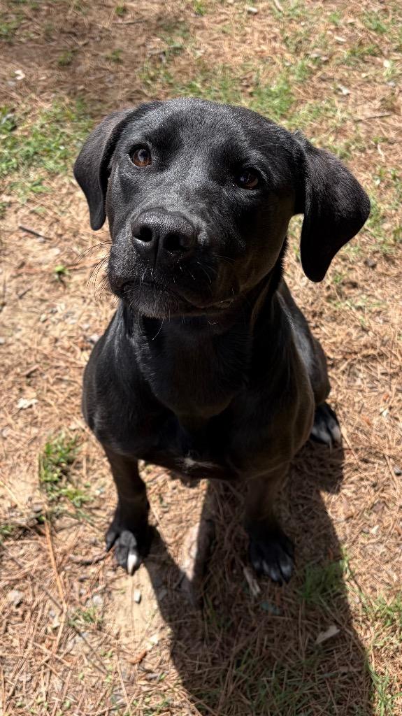 Enlarge Maple, a Adoptable mixed breed in Little Rock, AR image 1/3