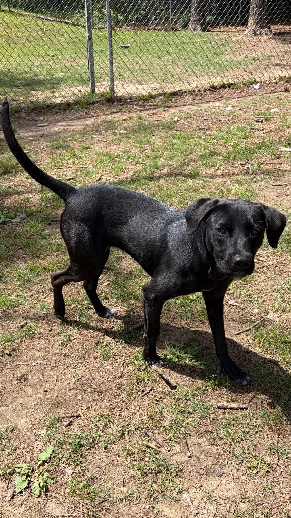 Enlarge Maple, a Adoptable mixed breed in Little Rock, AR image 2/3
