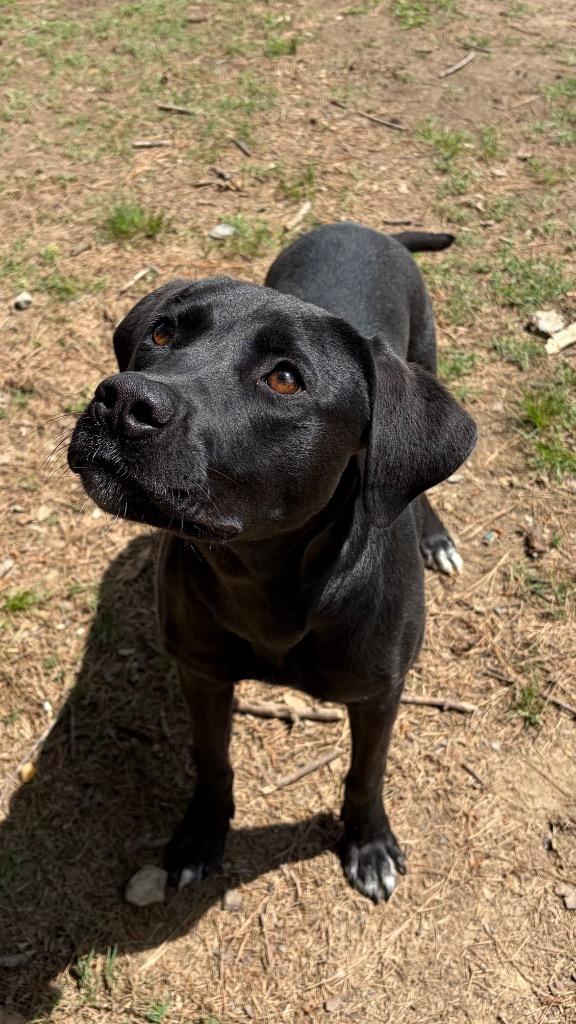 Enlarge Maple, a Adoptable mixed breed in Little Rock, AR image 3/3