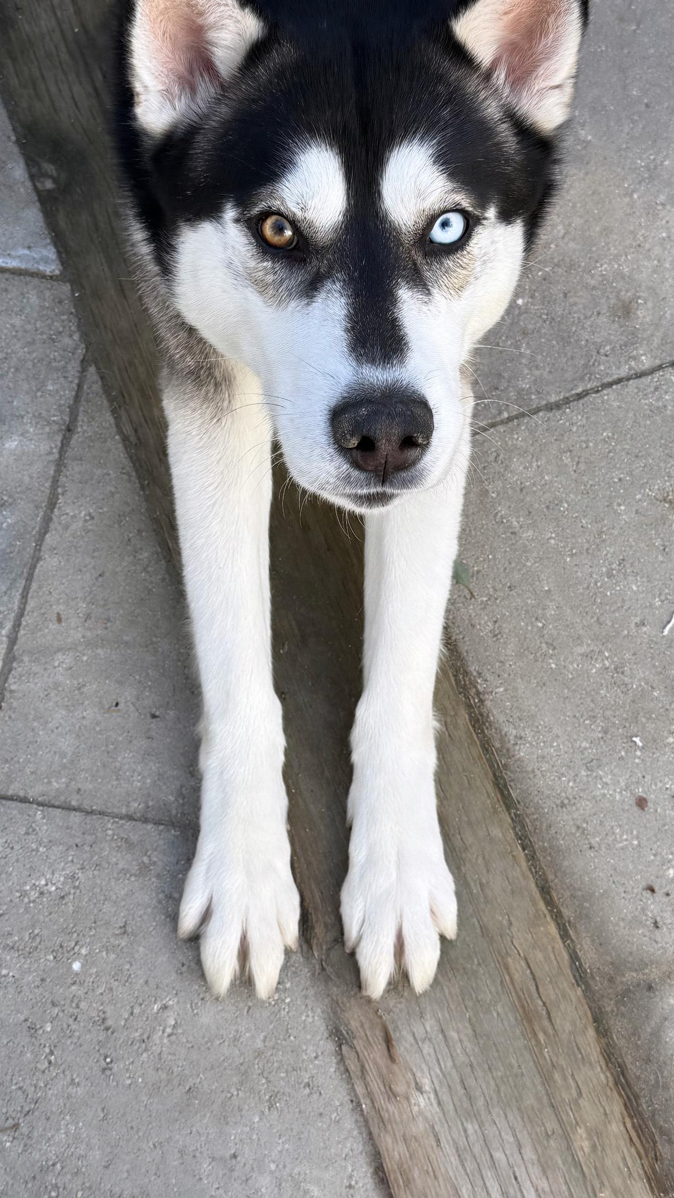 Enlarge Cash, a Adoptable mixed breed in Hidden Hills, CA image 2/6