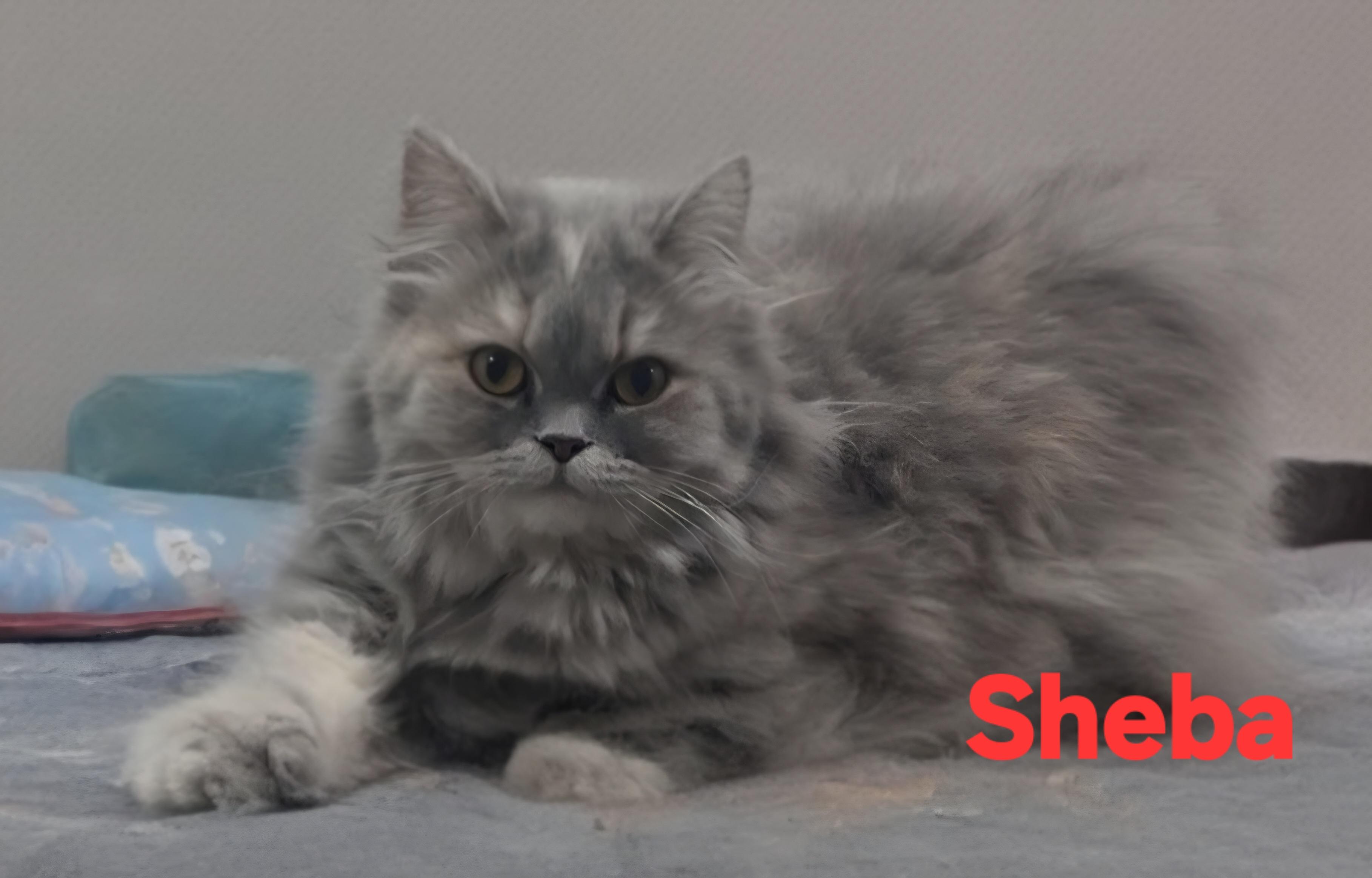 Sheba thumbnail 3