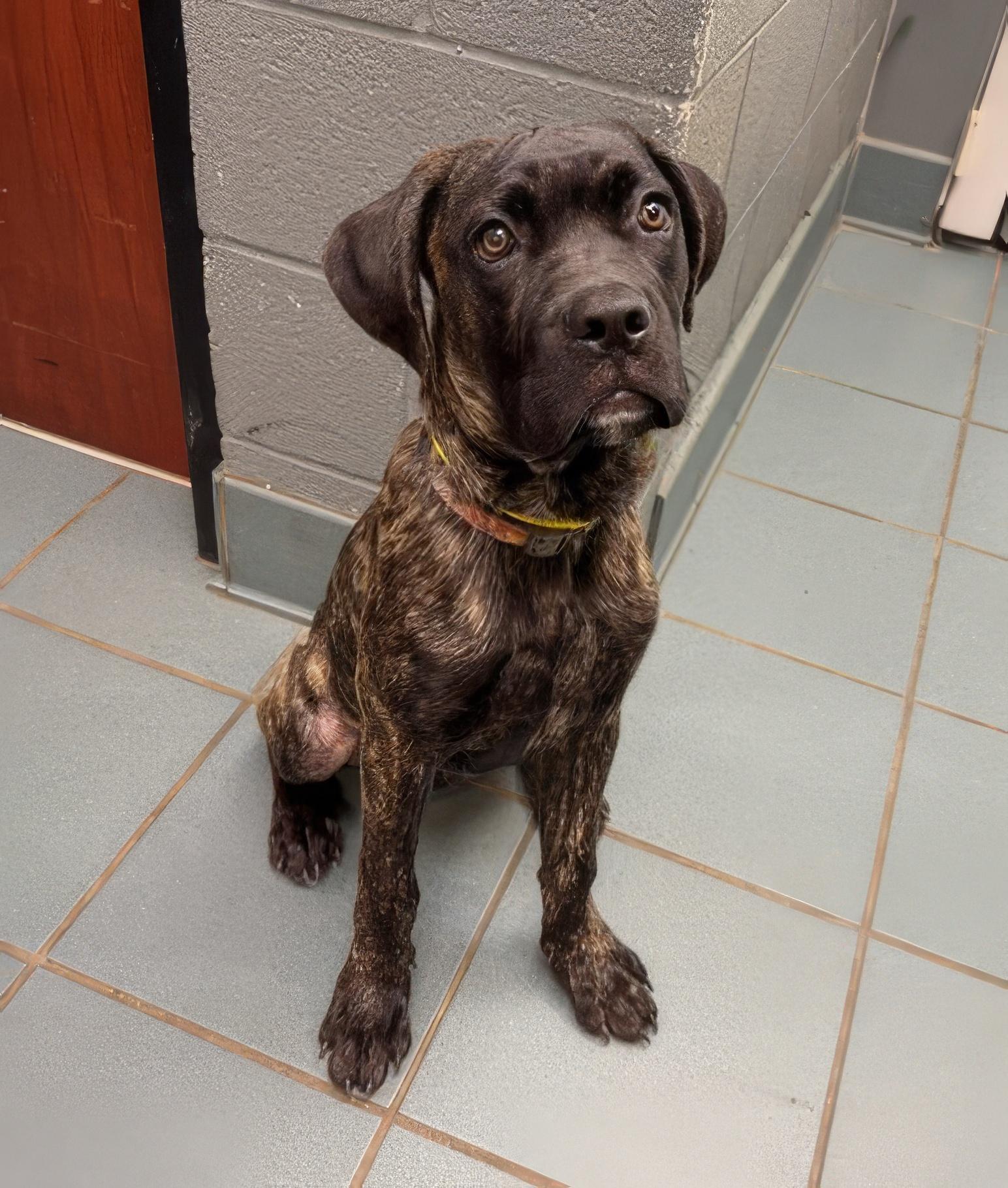 Rooster, adopted, Young Male Mixed Breed.