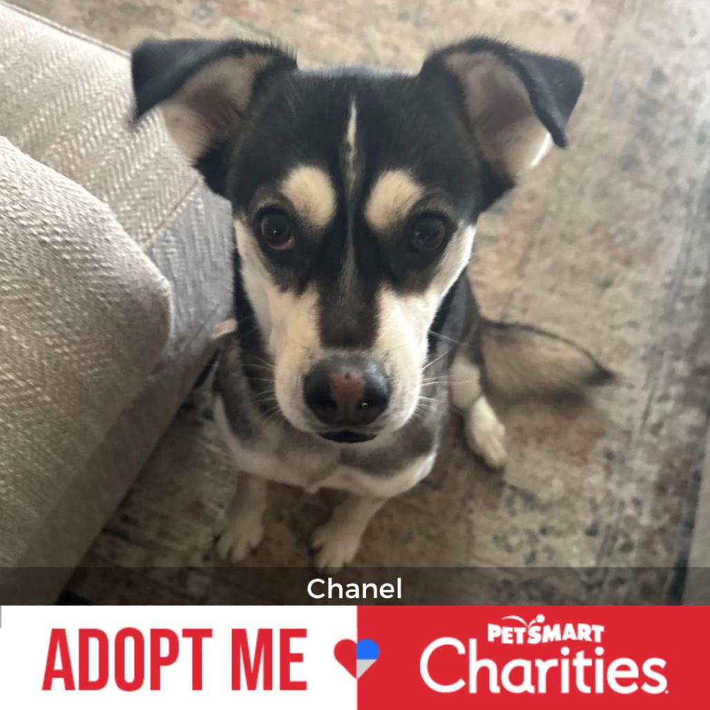 Enlarge Chanel, a Adoptable mixed breed in Enid, OK image 2/3