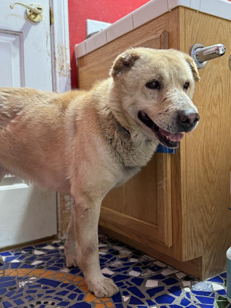 Devin, an adoptable Labrador Retriever, Jindo in Simi Valley, CA, 93063 | Photo Image 5