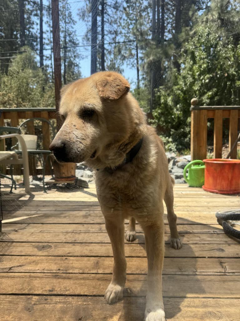 Devin, an adoptable Labrador Retriever, Jindo in Simi Valley, CA, 93063 | Photo Image 2