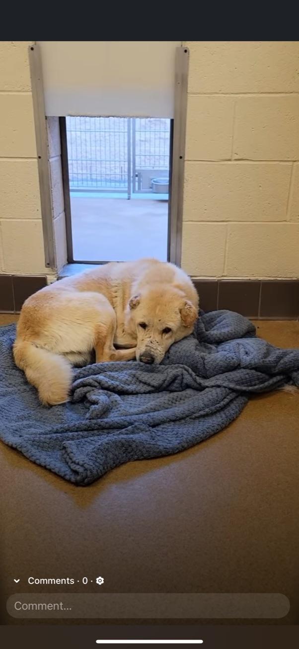 Devin, an adoptable Labrador Retriever, Jindo in Simi Valley, CA, 93063 | Photo Image 6