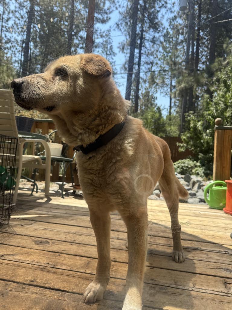 Devin, an adoptable Labrador Retriever, Jindo in Simi Valley, CA, 93063 | Photo Image 3