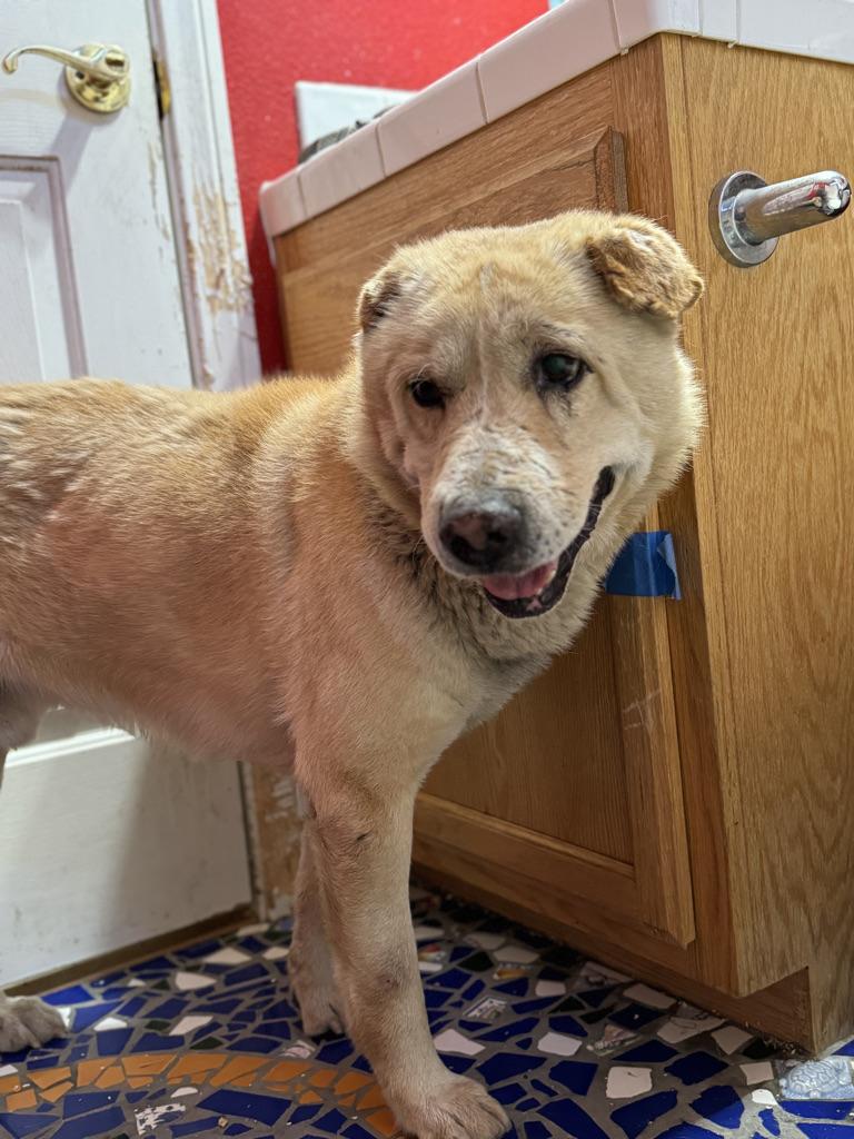 Devin, an adoptable Labrador Retriever, Jindo in Simi Valley, CA, 93063 | Photo Image 4