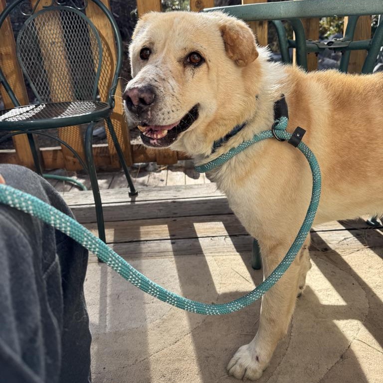 Devin, an adoptable Labrador Retriever, Jindo in Simi Valley, CA, 93063 | Photo Image 1