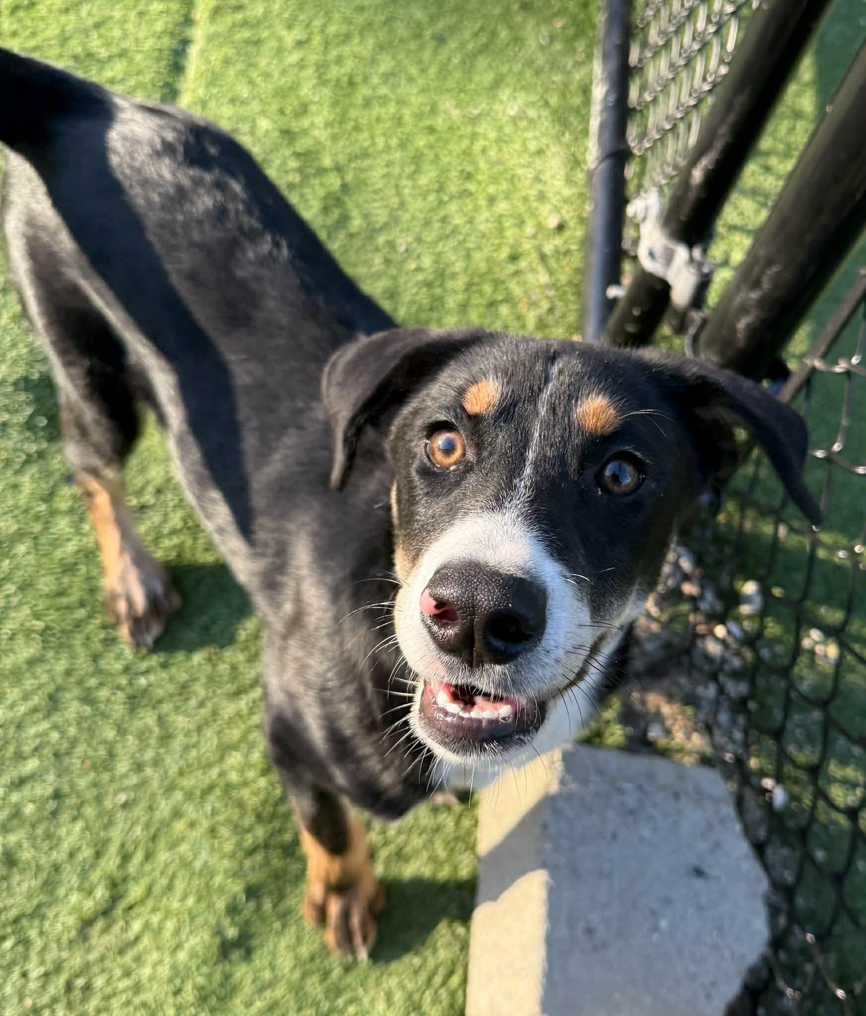 Samantha, an adopted mixed breed in Groton, CT image 1/3
