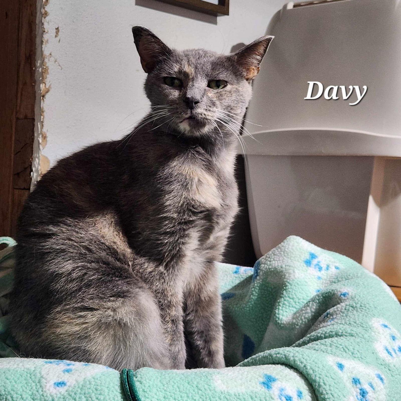 Davy — thumbnail 2