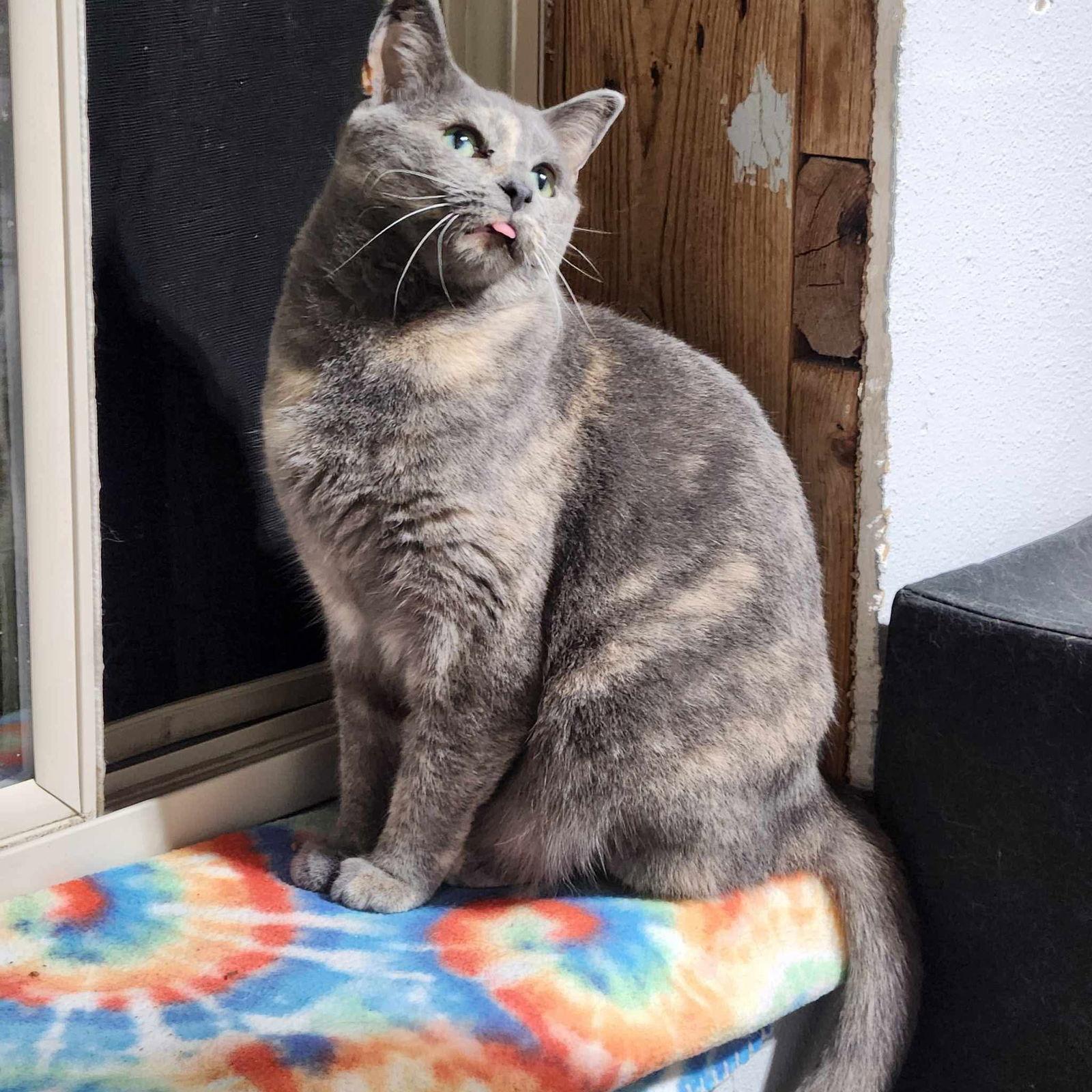 Davy — thumbnail 3