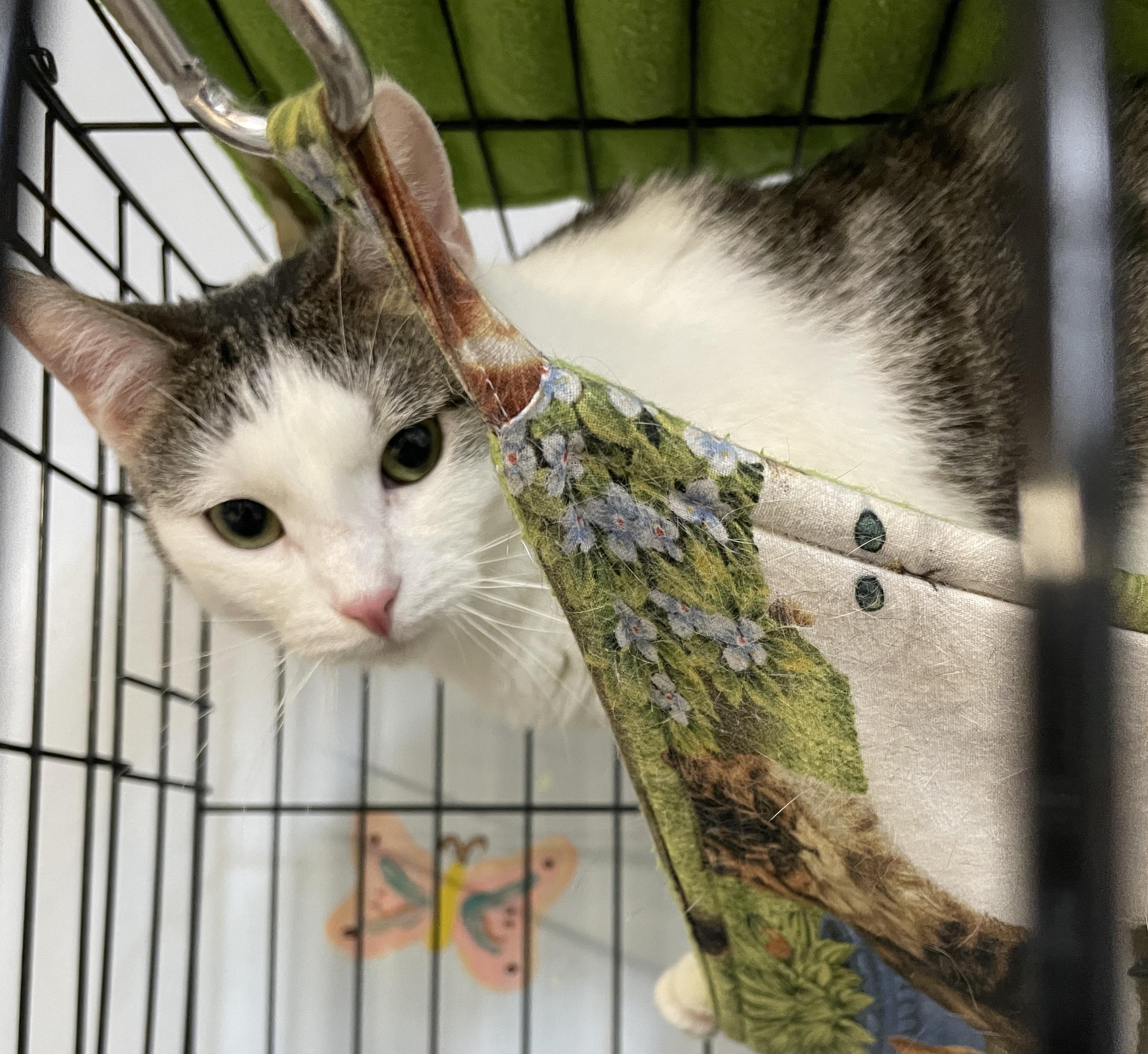 Enlarge Maddie, a Adoptable Domestic Short Hair in Myrtle Beach, SC image 1/2