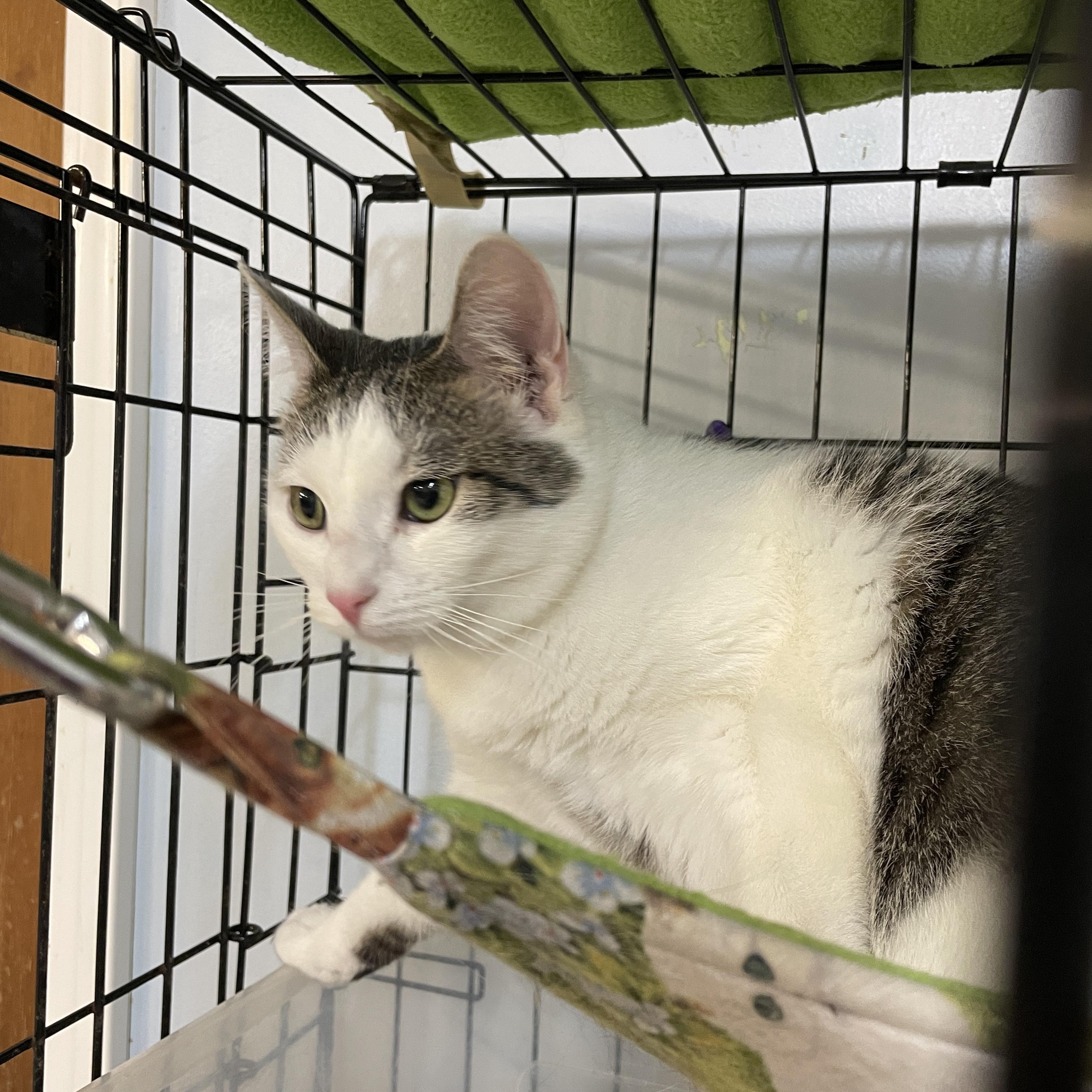 Enlarge Maddie, a Adoptable Domestic Short Hair in Myrtle Beach, SC image 2/2