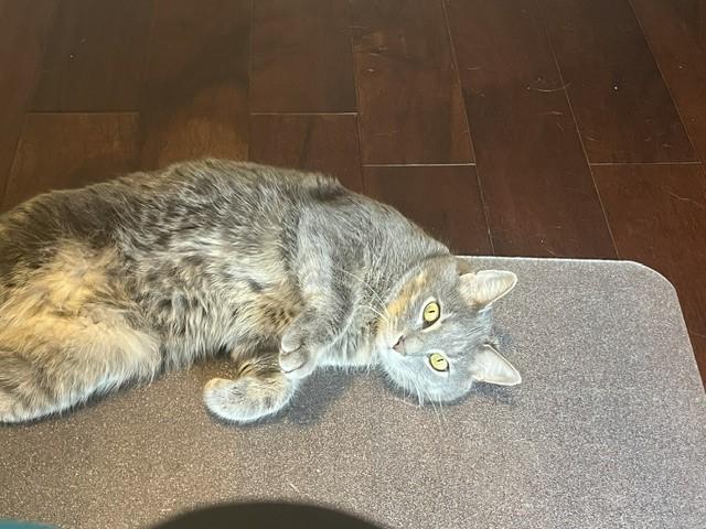 Enlarge Carl-A Foodie with a Side of Sweetness, a Adoptable Domestic Short Hair in Laurel, MD image 3/5