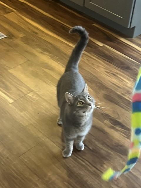 Enlarge Carl-A Foodie with a Side of Sweetness, a Adoptable Domestic Short Hair in Laurel, MD image 4/5
