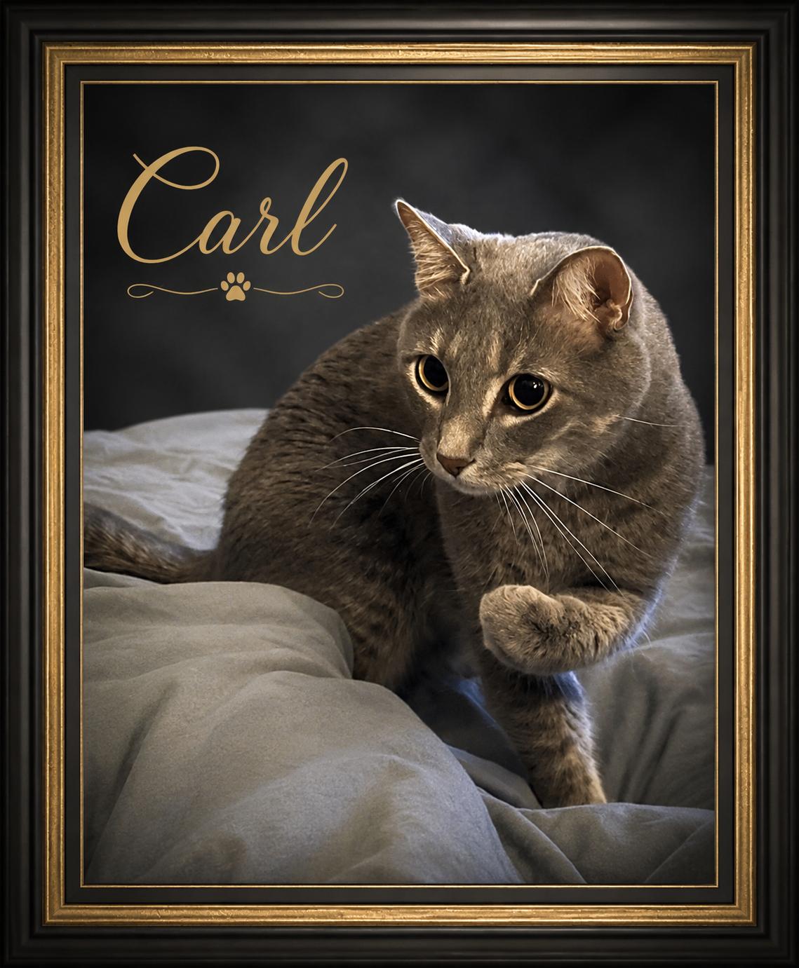 Carl-A Foodie with a Side of Sweetness, Adoptable, Young Male Domestic Short Hair.