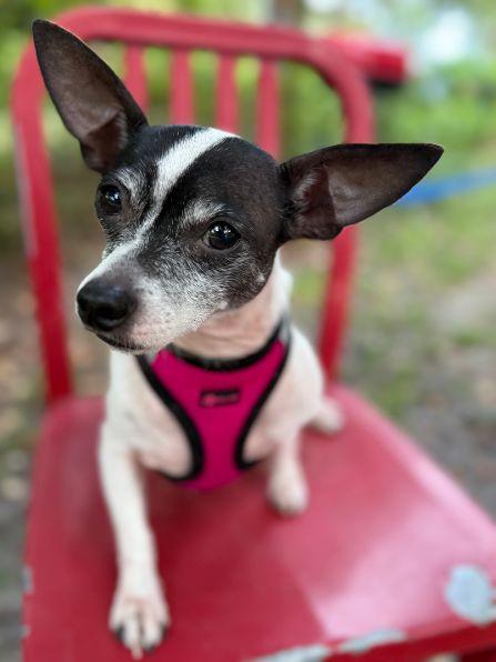 Enlarge Captain, a Adoptable mixed breed in Kodak, TN image 2/4