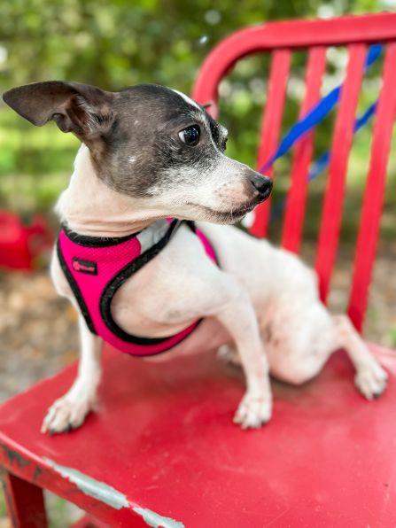 Enlarge Captain, a Adoptable mixed breed in Kodak, TN image 4/4