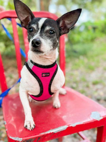 Captain, Adoptable, Adult Male Chihuahua.