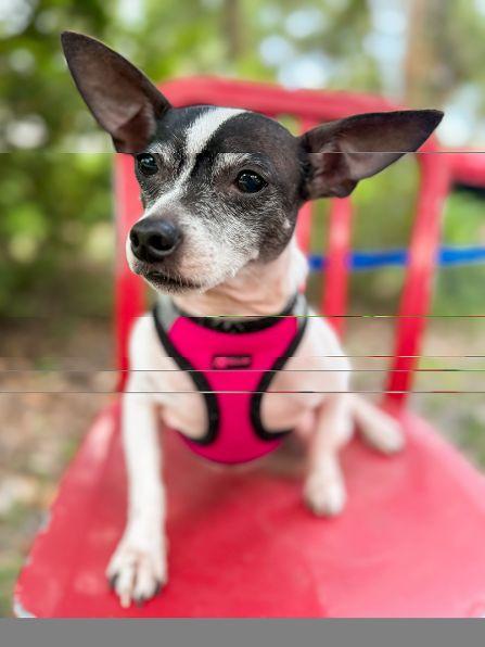 Enlarge Captain, a Adoptable mixed breed in Kodak, TN image 3/4