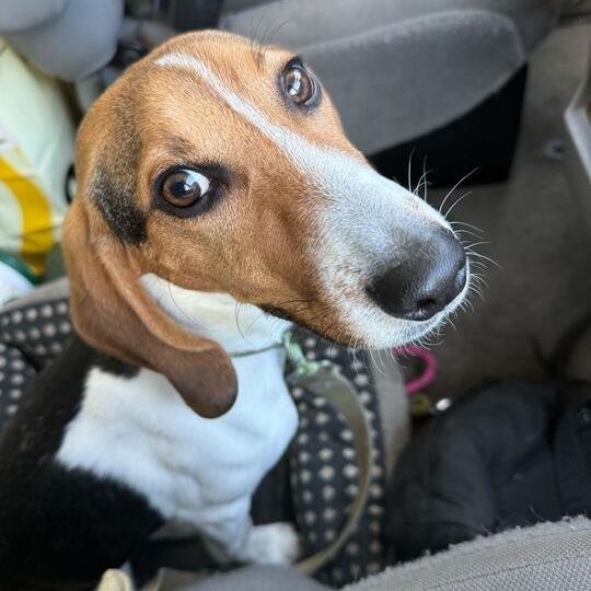 Pokey, a Adoptable Beagle in Nowata, OK image 1/4