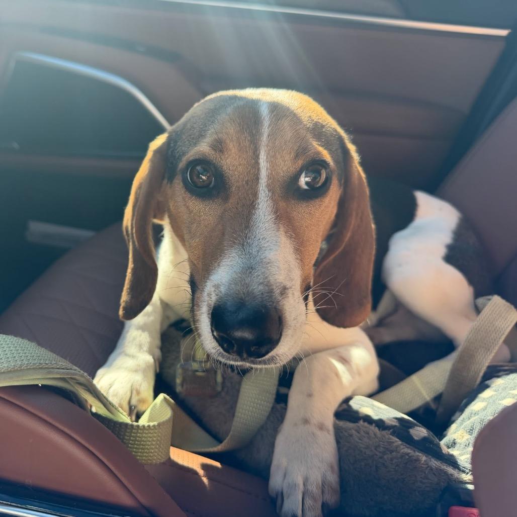 Pokey, a Adoptable Beagle in Nowata, OK image 2/4