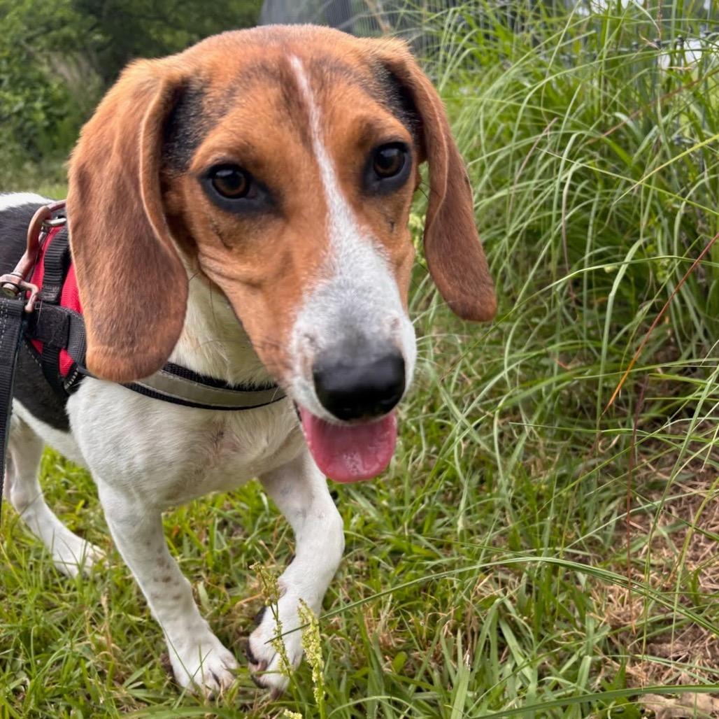 Pokey, a Adoptable Beagle in Nowata, OK image 3/4
