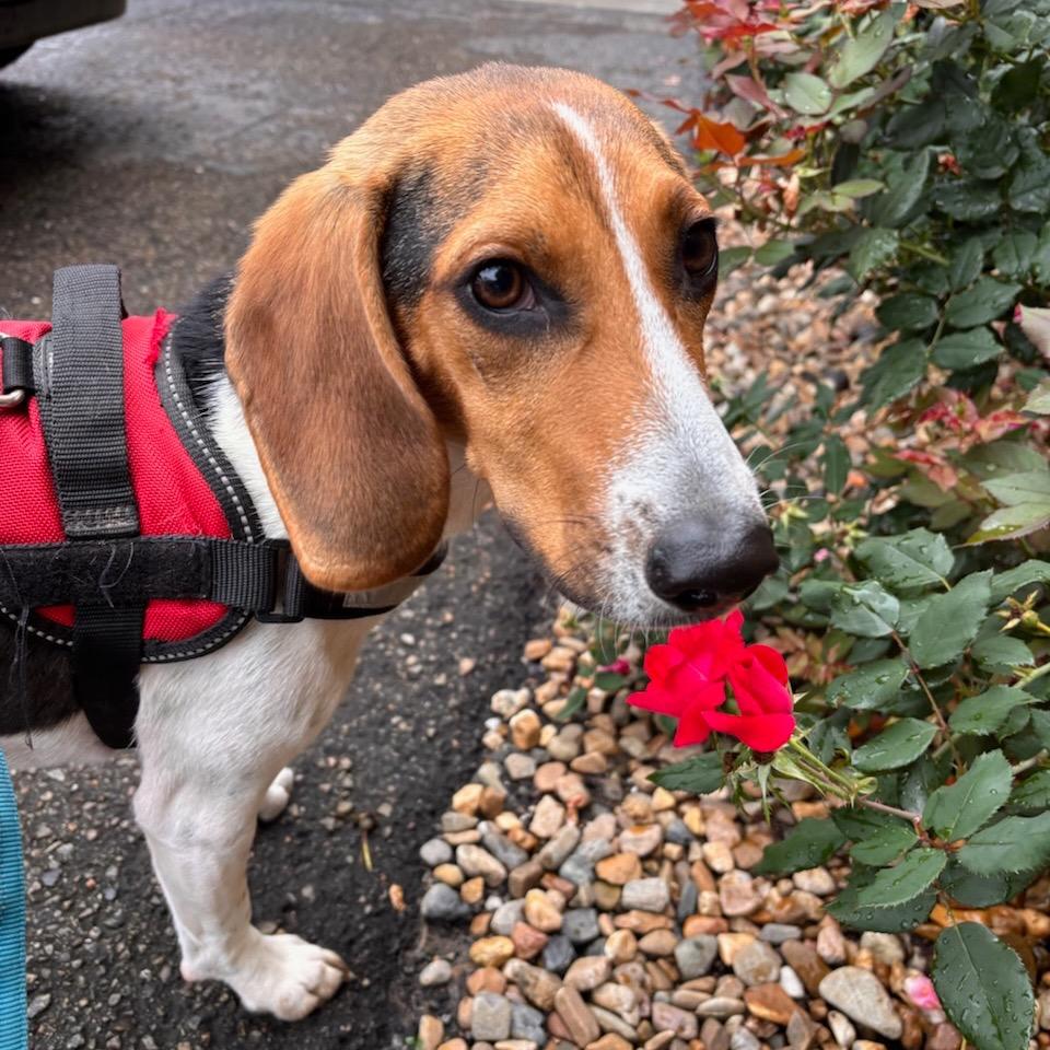 Pokey, a Adoptable Beagle in Nowata, OK image 4/4