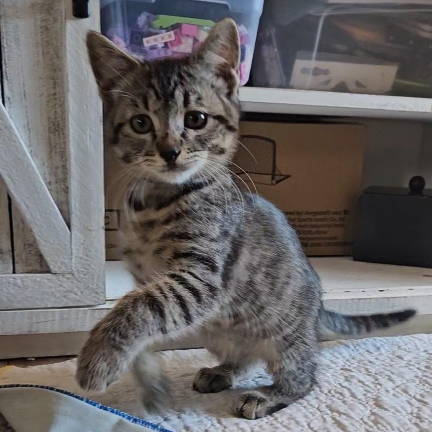 Peter Pan, an adopted Tabby in Pasco, WA image 1/3