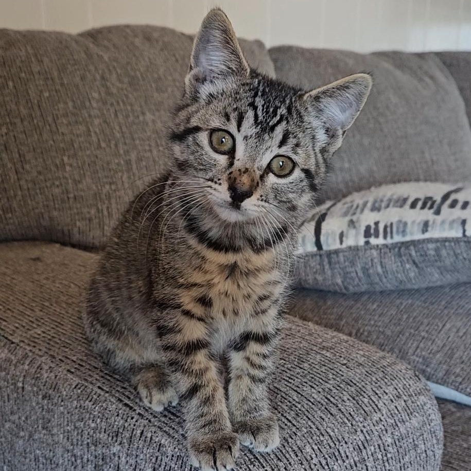 Peter Pan, an adopted Tabby in Pasco, WA image 2/3