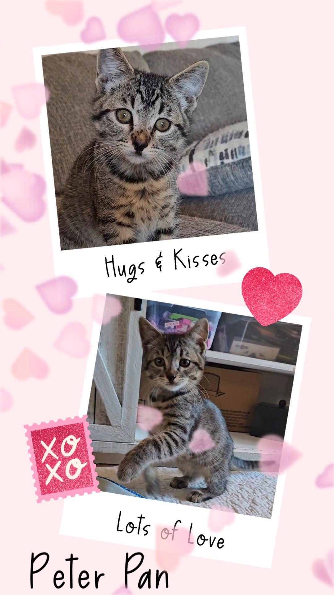 Peter Pan, an adopted Tabby in Pasco, WA image 3/3