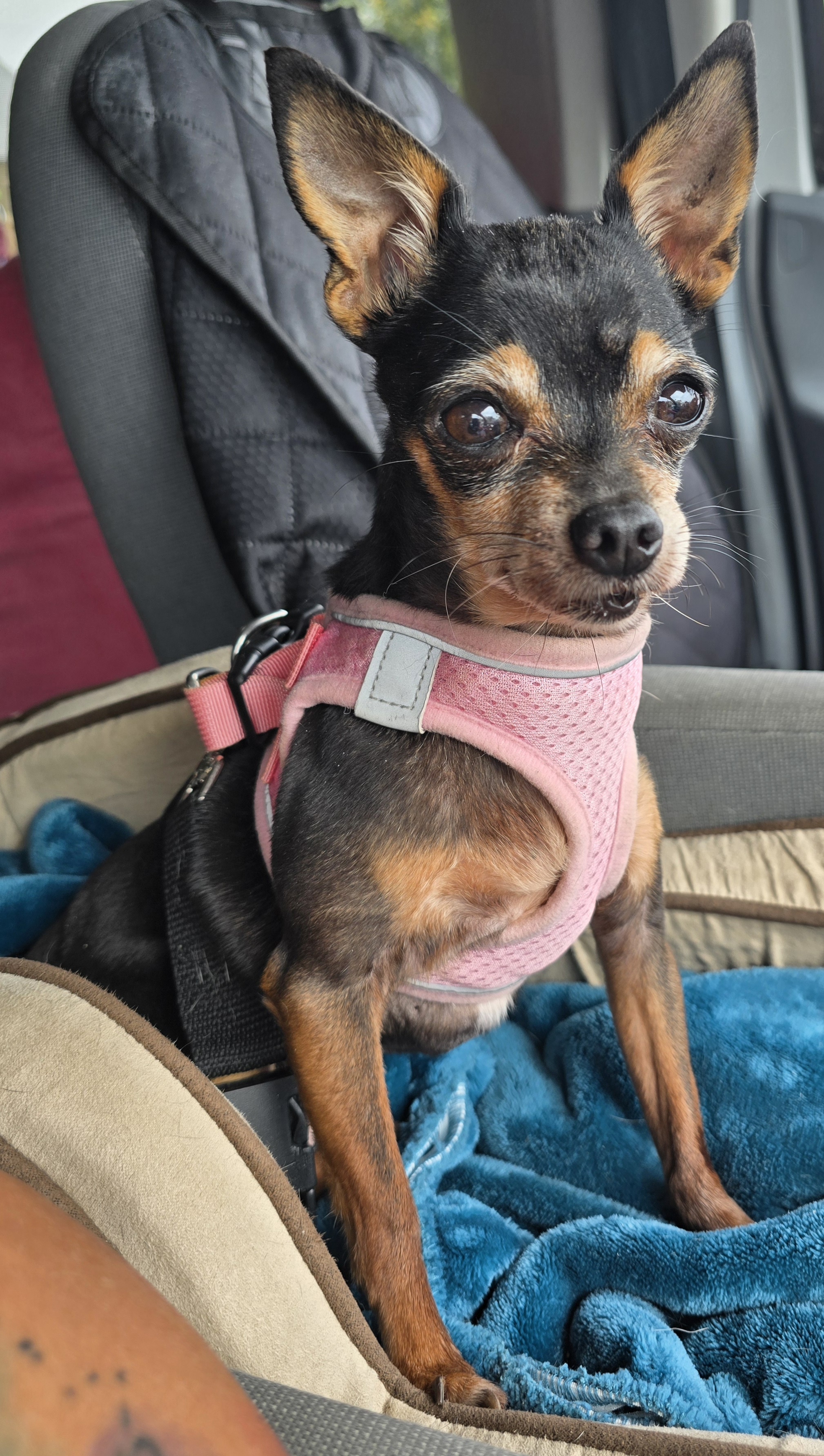 Chanel, a Adopted mixed breed in Selma, CA image 2/6