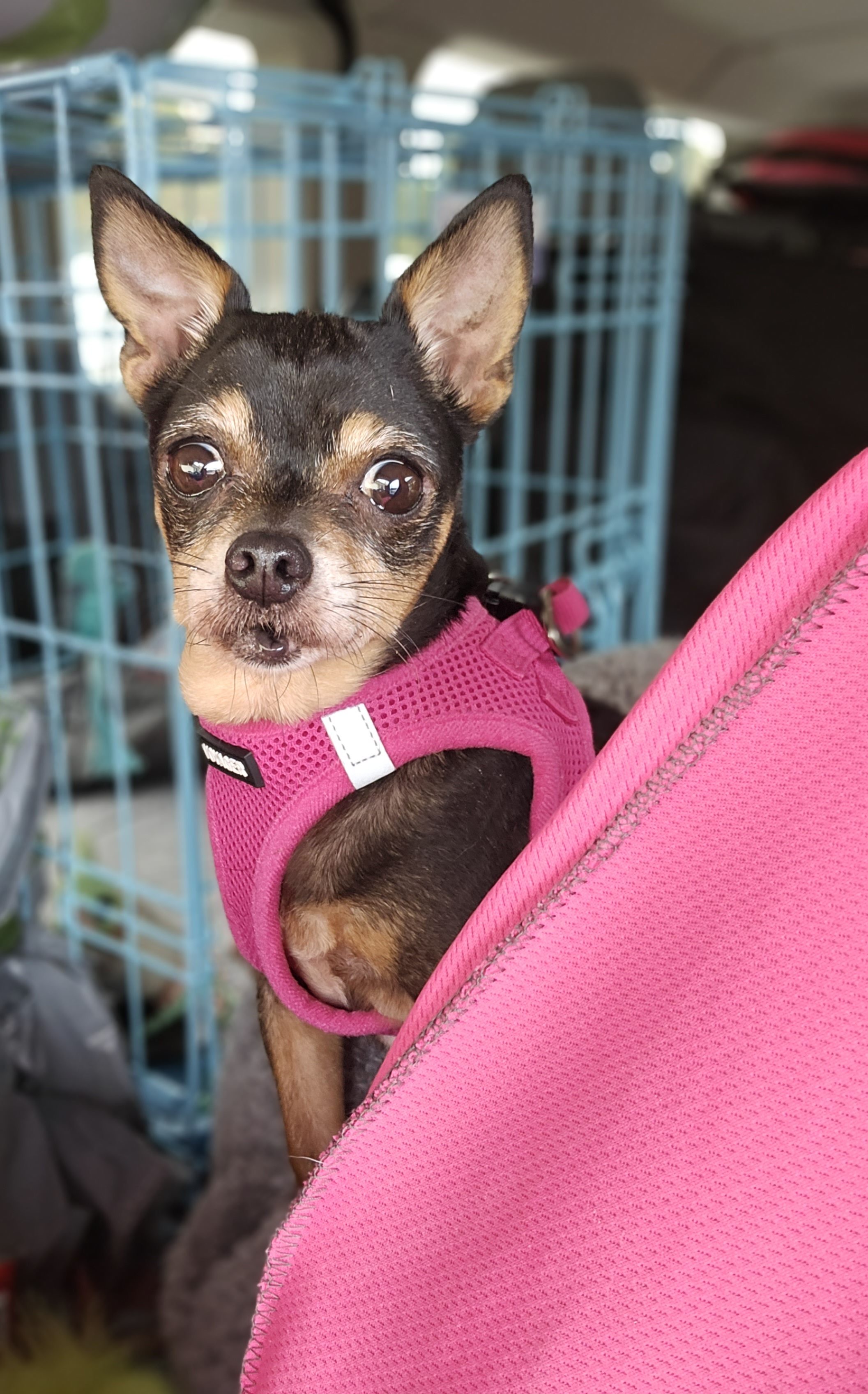 Chanel, a Adopted mixed breed in Selma, CA image 4/6