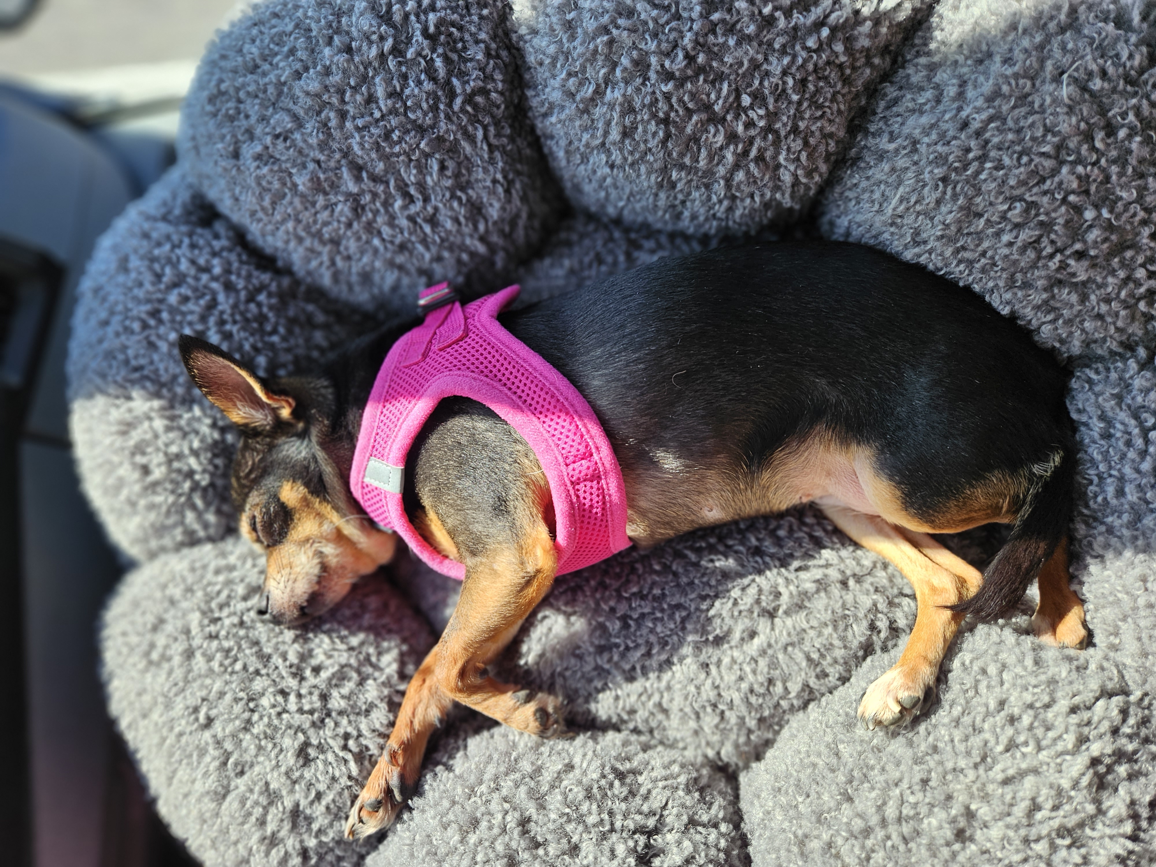 Chanel, a Adopted mixed breed in Selma, CA image 6/6