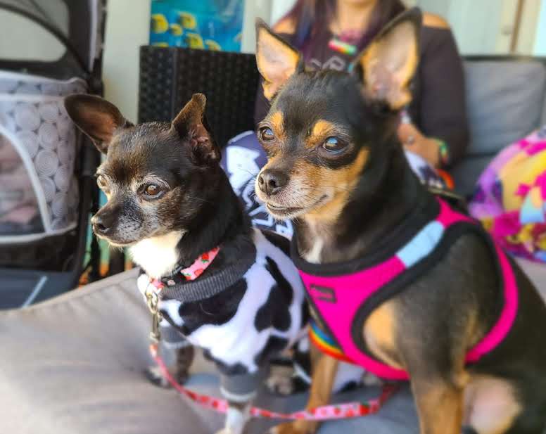 Chanel, a Adopted mixed breed in Selma, CA image 5/6