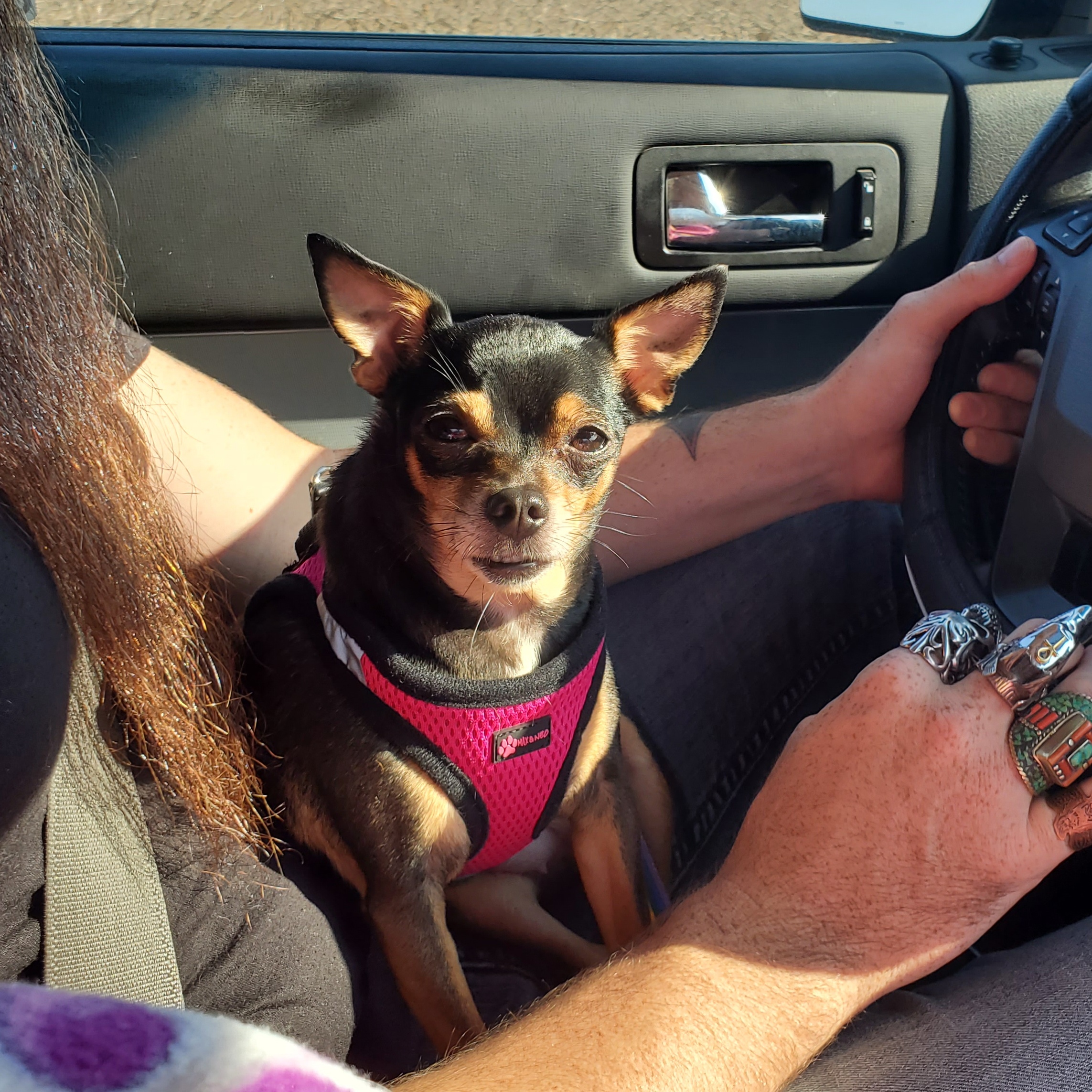 Chanel, a Adopted mixed breed in Selma, CA image 3/6