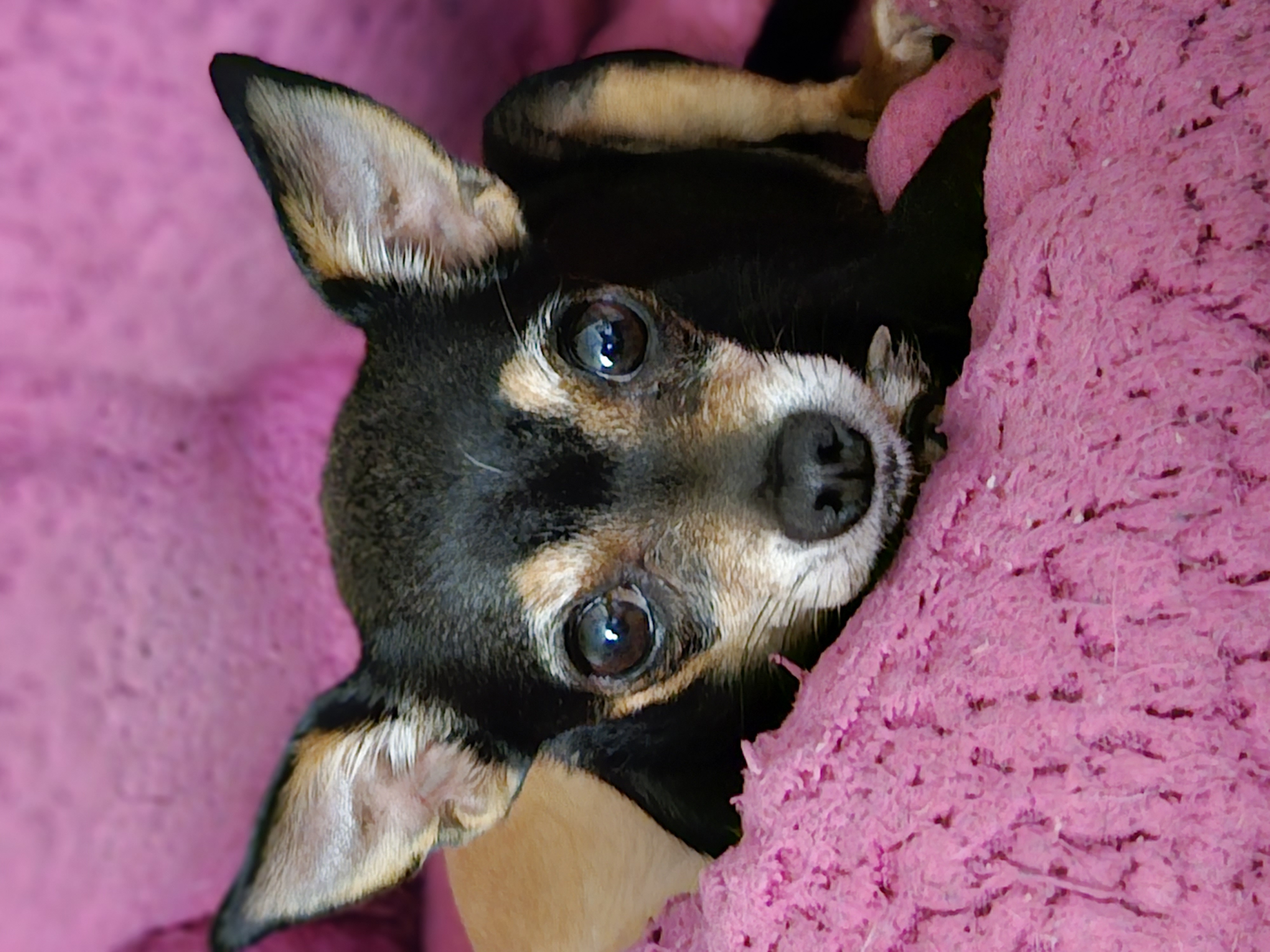 Chanel, Adopted, Senior Female Chihuahua & Miniature Pinscher.