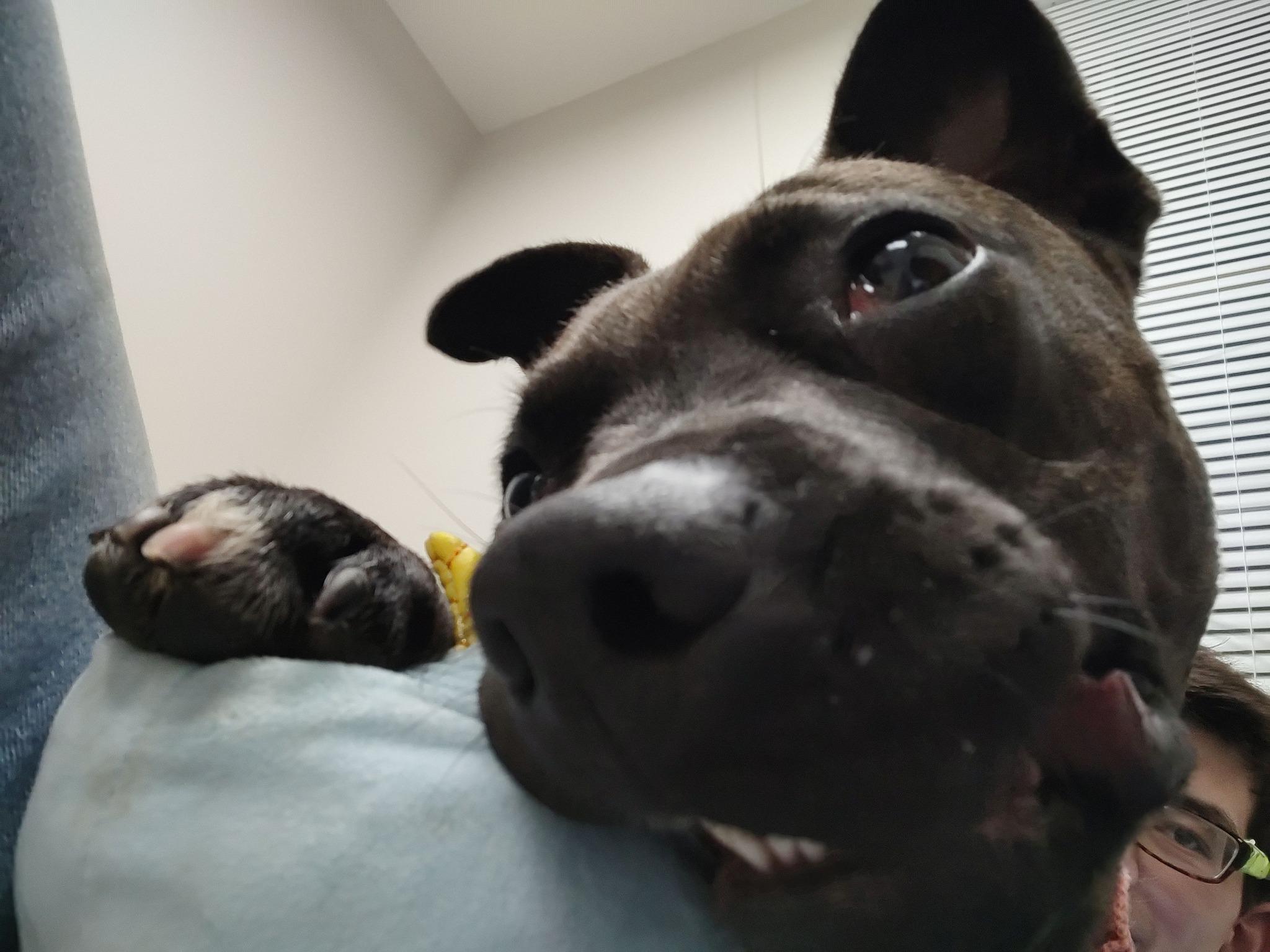 Cutie, Adoptable, Young Female Pit Bull Terrier & Boxer.